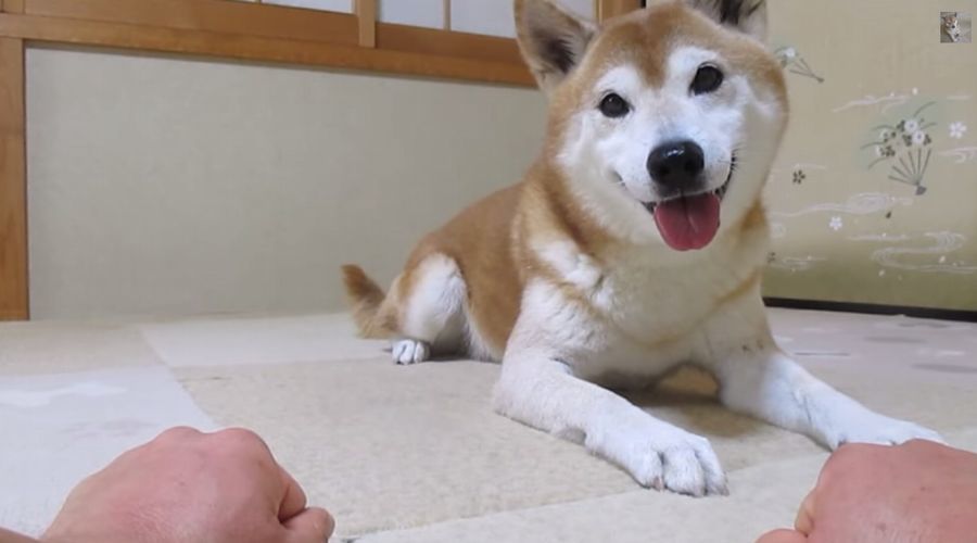 「おやつ、どっち？」に何度もはずしてしまう柴犬ちゃめ助くんの癒し映像