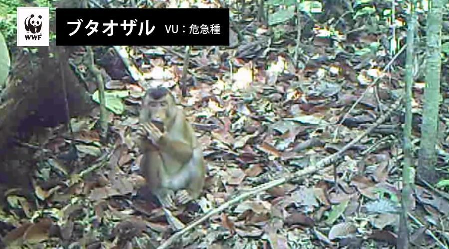 ボルネオ島の絶滅危惧種を観測するカメラに“絶対に映ってはいけないもの”が