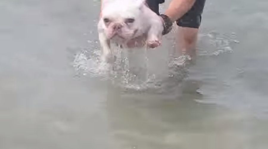 【エア犬かき】海からあがってきたのに気付かず泳ぎ続けるフレンチブルがかわいい（11秒映像）