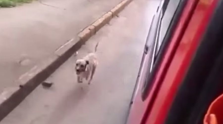 【感動】救急車で運ばれる飼い主が心配でどこまでも追いかける犬