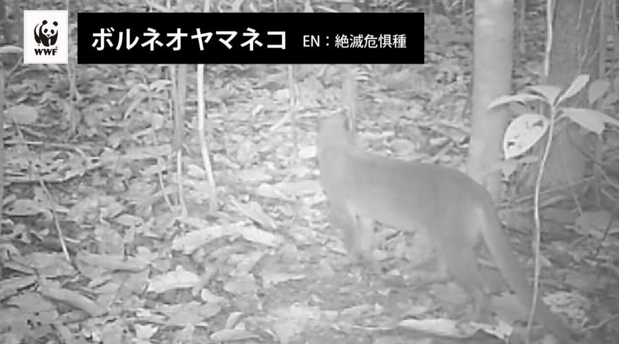 ボルネオ島の絶滅危惧種を観測するカメラに“絶対に映ってはいけないもの”が