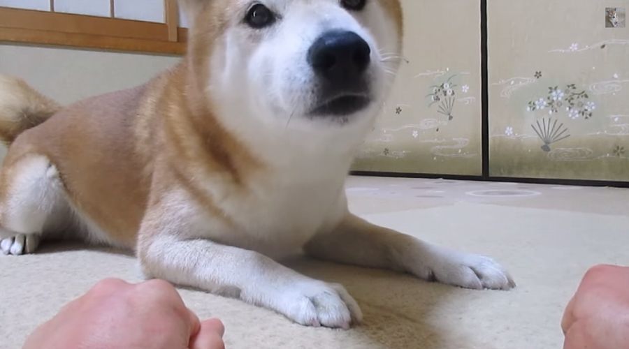 「おやつ、どっち？」に何度もはずしてしまう柴犬ちゃめ助くんの癒し映像