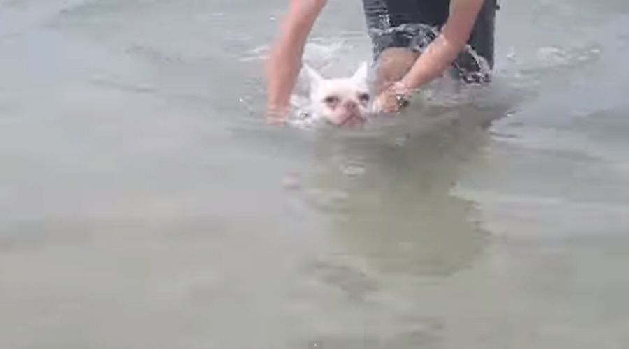 【エア犬かき】海からあがってきたのに気付かず泳ぎ続けるフレンチブルがかわいい（11秒映像）