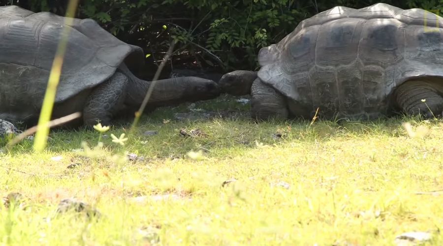 巨大な亀が木陰でキス。冷やかしたらもの凄くゆっくりと怒られたレポーター