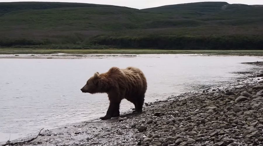 【衝撃映像】緊迫感溢れる2分間。ヒグマがわずか数メートル先を通り過ぎる