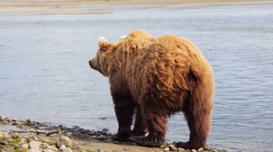 【衝撃映像】緊迫感溢れる2分間。ヒグマがわずか数メートル先を通り過ぎる