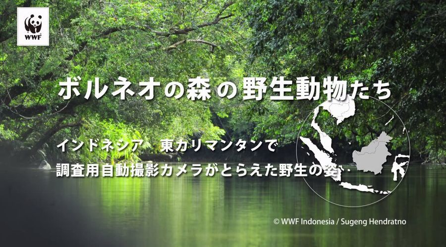 ボルネオ島の絶滅危惧種を観測するカメラに“絶対に映ってはいけないもの”が