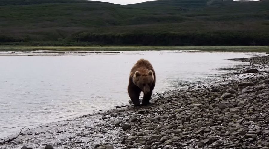 【衝撃映像】緊迫感溢れる2分間。ヒグマがわずか数メートル先を通り過ぎる