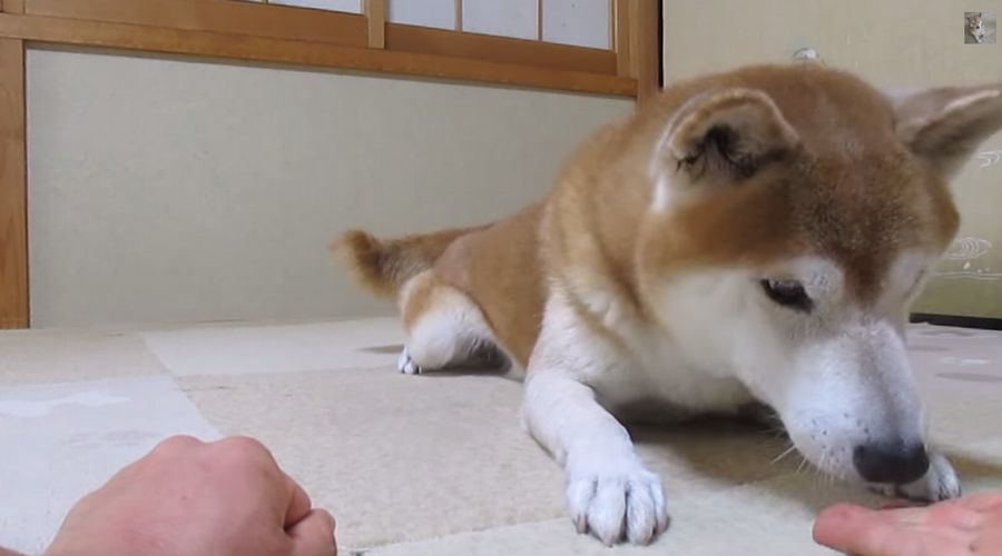 「おやつ、どっち？」に何度もはずしてしまう柴犬ちゃめ助くんの癒し映像