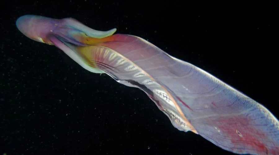 七色に輝く幻想的な深海生物「ブランケット・オクトパス」を奇跡的に浅瀬で撮影！