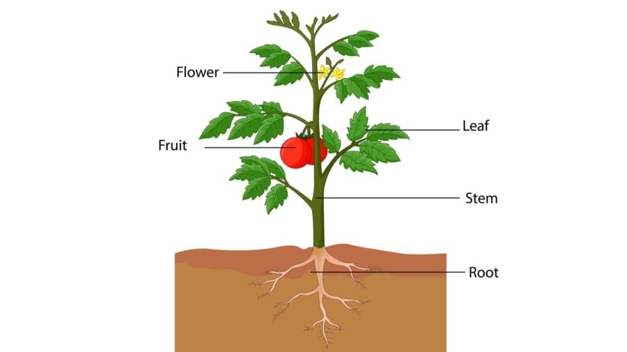 植物の細胞はからだから切り離されても、単独で”自分の成長すべき方向”を認識している