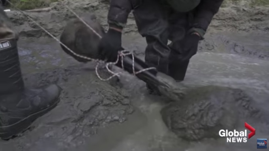 シベリアの湖で約1万年前に死んだ「巨大マンモスの頭蓋骨・肋骨・脚骨」を発見