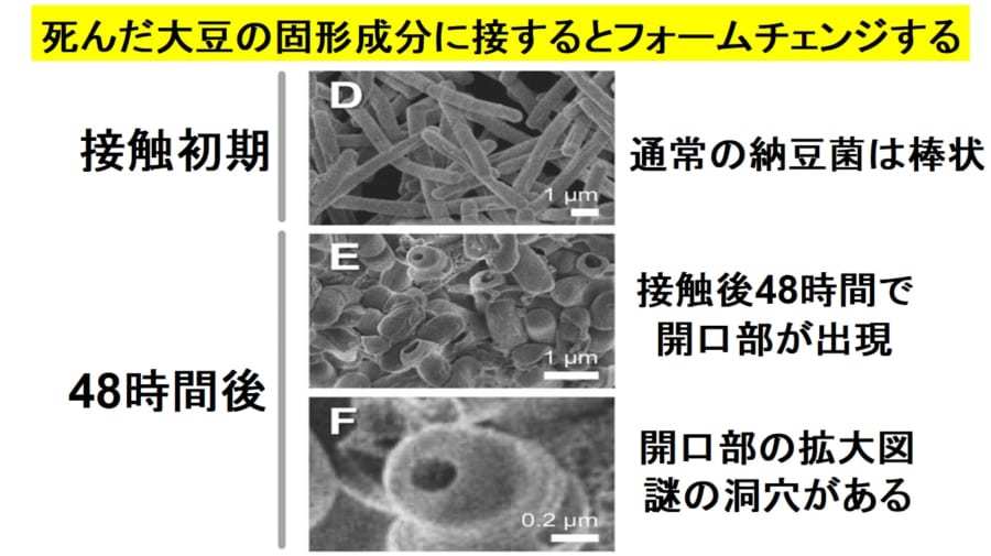 納豆を作るとき「大豆を蒸す理由」がやっと判明! “生きた大豆は納豆菌を嫌い、納豆菌は死んだ大豆が好き”