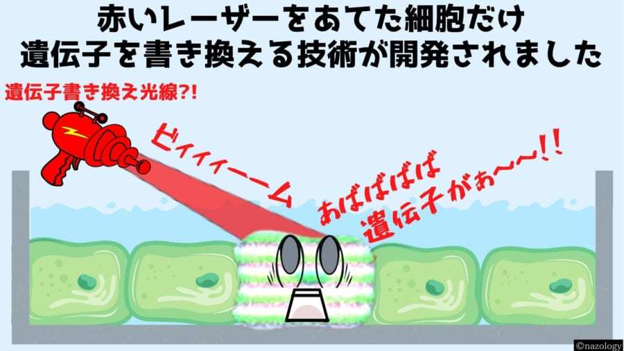 「赤い光」で照らした細胞の遺伝子だけを書き換えるウイルスが開発される！