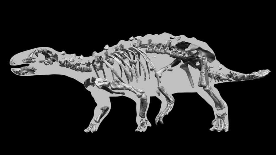「こん棒の尻尾」を武器にする新種恐竜を発見 チリ大学