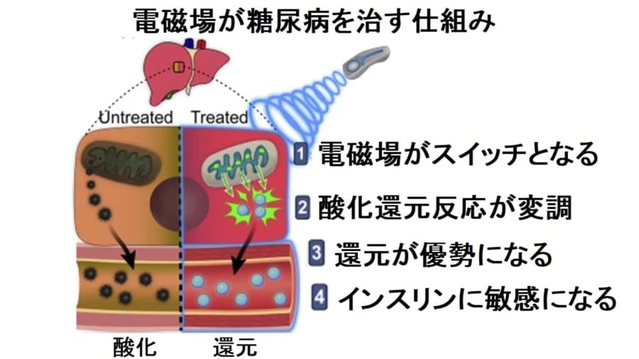 偶然の発見！電磁場にさらされると血糖値が正常化するという研究