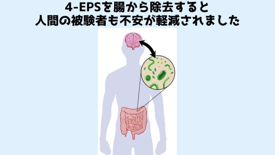 腸内細菌がマウス脳細胞を変形させ「不安」を引き起こしていた！