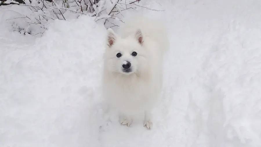 大迫力！凄い形相のスピッツ犬　実はただの食いしん坊