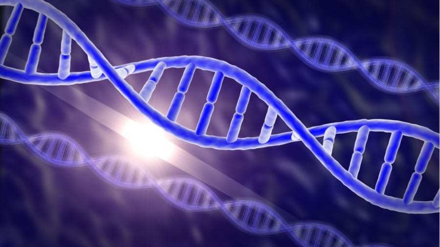 植物の遺伝子を「食べる」ことで獲得した昆虫を発見! 植物から動物へ遺伝子が水平伝播する