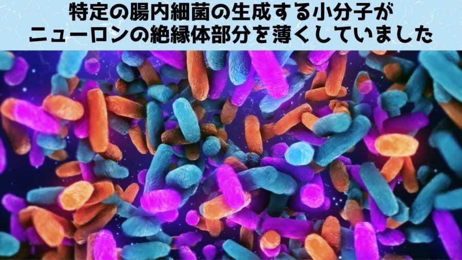 腸内細菌がマウス脳細胞を変形させ「不安」を引き起こしていた！