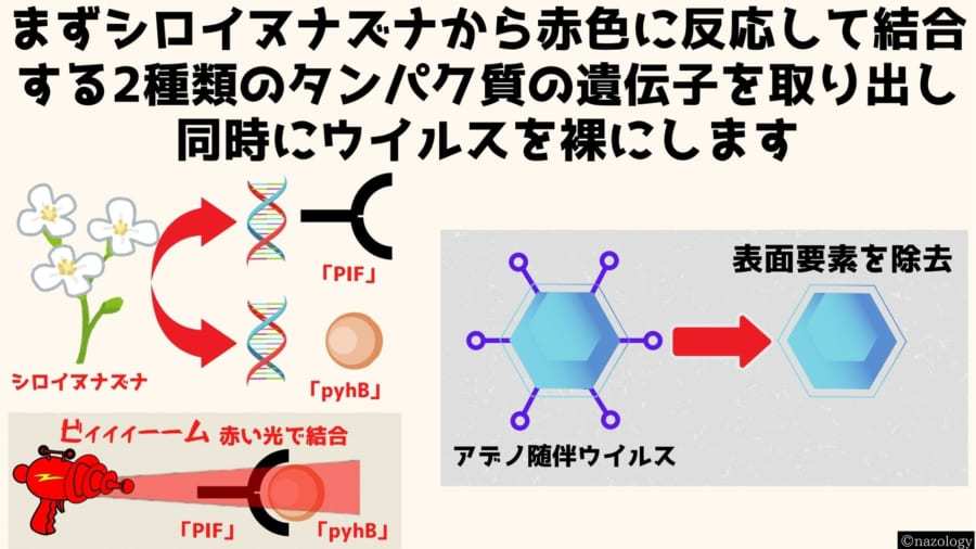 「赤い光」で照らした細胞の遺伝子だけを書き換えるウイルスが開発される！