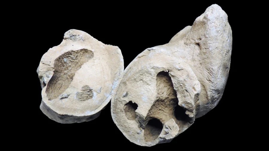 史上初、魚の頭蓋骨に「うんちの化石」を大量発見！