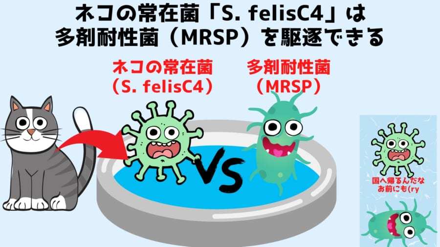 ネコにスリスリすると皮膚病に効く細菌を獲得できるかもしれない