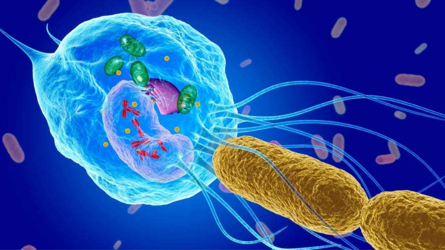 ミトコンドリアに次ぐ新たな細菌を「人工的に細胞内に共生させる」研究が進行中