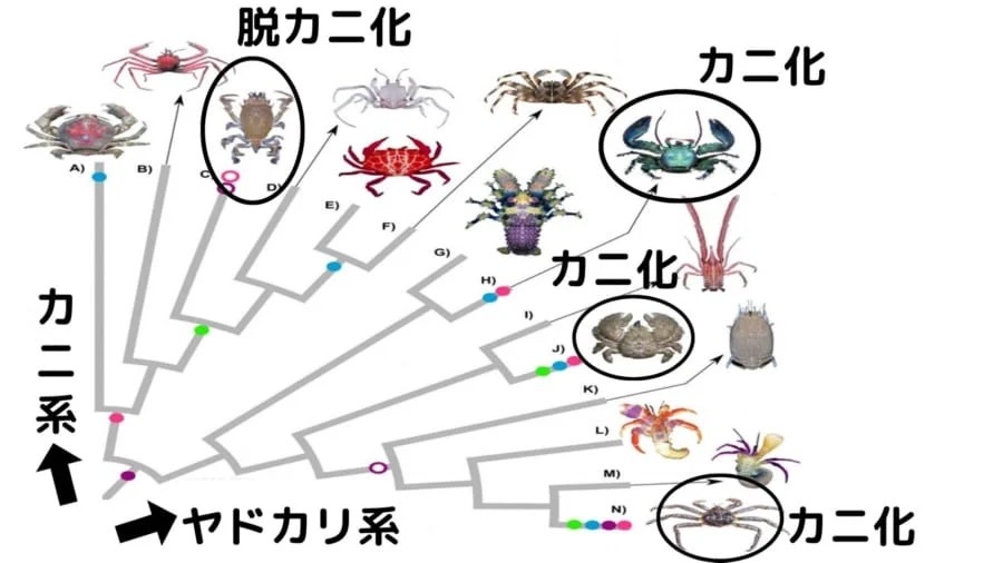 「カニ」への進化を繰り返した甲殻類の系譜が明らかに！　タラバガニがヤドカリに分類される理由