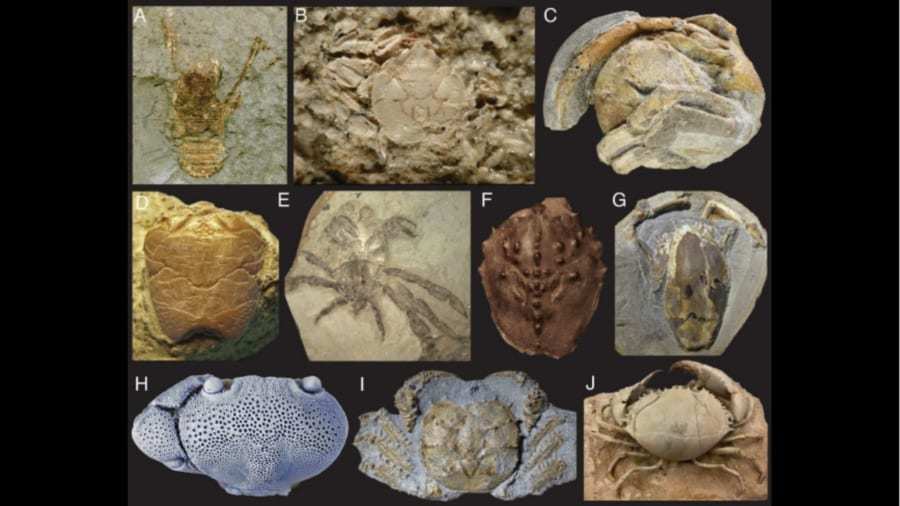 「カニ」への進化を繰り返した甲殻類の系譜が明らかに！　タラバガニがヤドカリに分類される理由