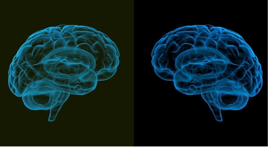 ネアンデルタール人の遺伝子を組み込み「人工培養したミニ脳」が作られる　現代人よりシワが多く早熟型だった