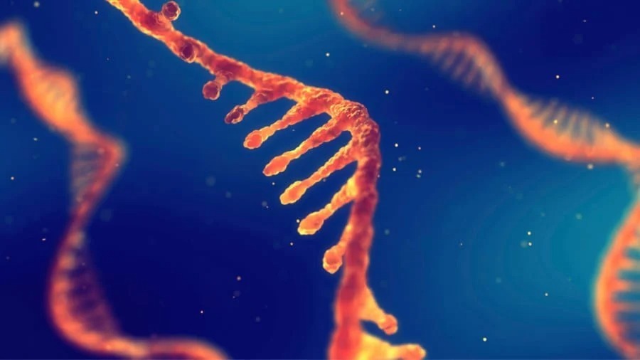強毒化したエイズウイルス変異株を発見! 早いと約9カ月で深刻化