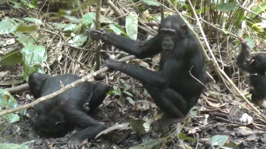 ウガンダの熱帯林に「井戸掘り」を伝えた革命的なチンパンジーがいた！