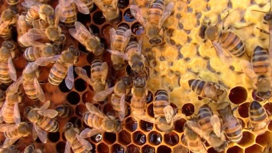 ミツバチも巣内の感染症対策に「ソーシャルディスタンス」を取っていた