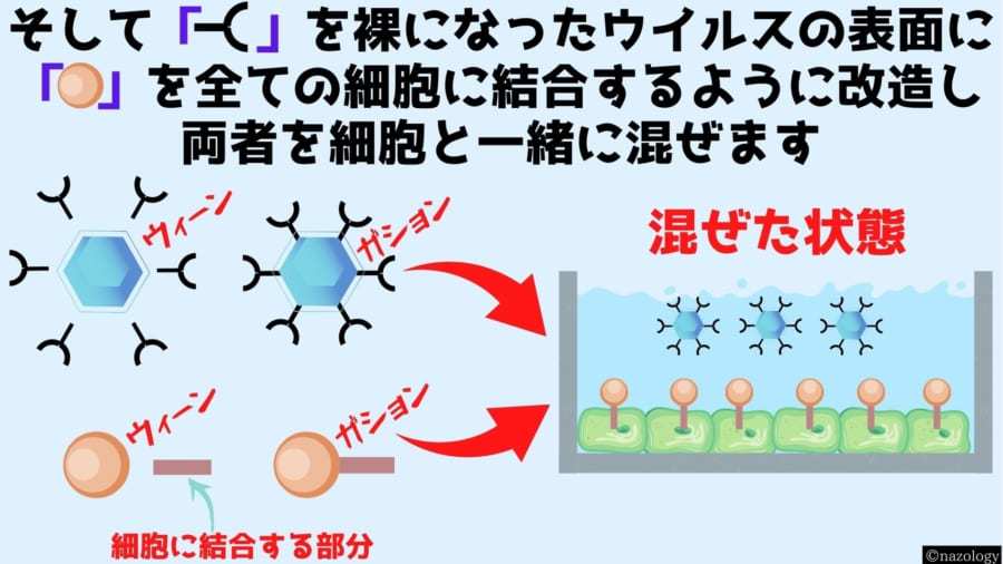 「赤い光」で照らした細胞の遺伝子だけを書き換えるウイルスが開発される！