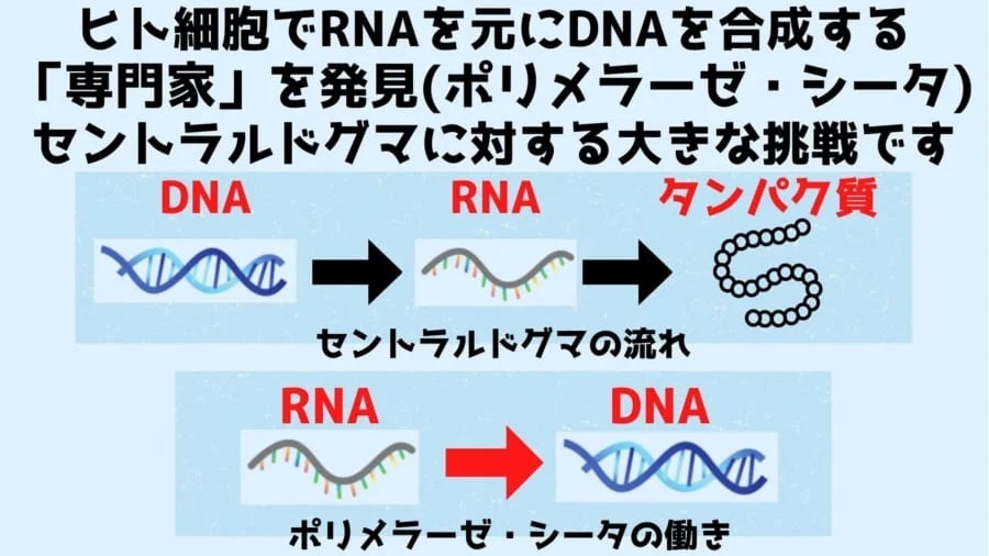 人間は「セントラルドグマ」を逆行できる可能性があると明らかに！　RNAからDNAを作ることに成功