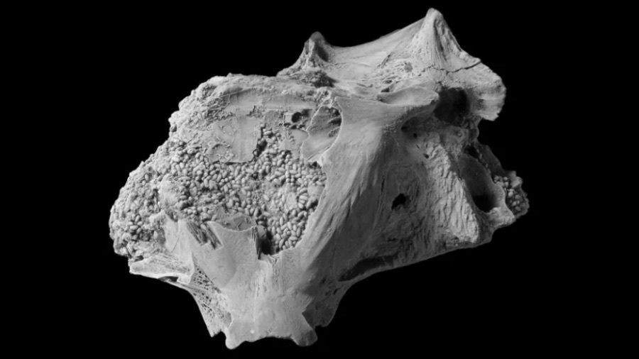 史上初、魚の頭蓋骨に「うんちの化石」を大量発見！