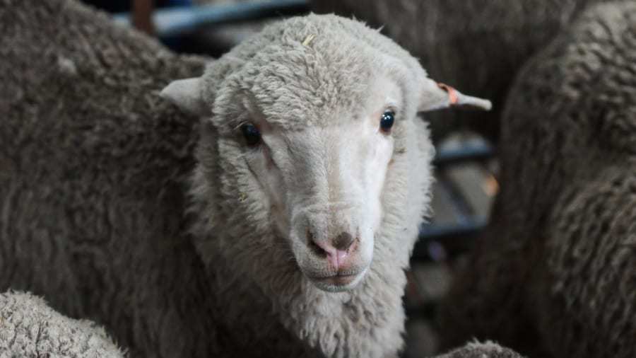 セイメェェェの神秘！？50年凍結された“最古の精子“から羊が誕生