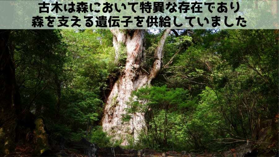 長老の木は森を支える遺伝子を供給していると判明！