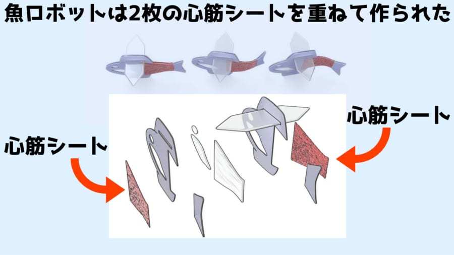 筋トレで成長する「人間の心筋でできた魚ロボット」を開発！