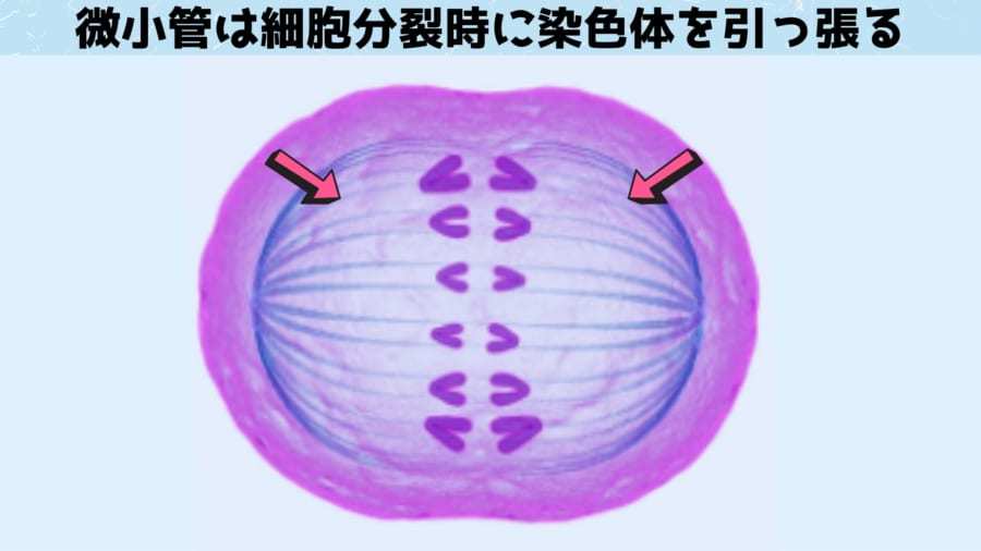 「意識」が量子効果で生じることを示す実験結果が発表される