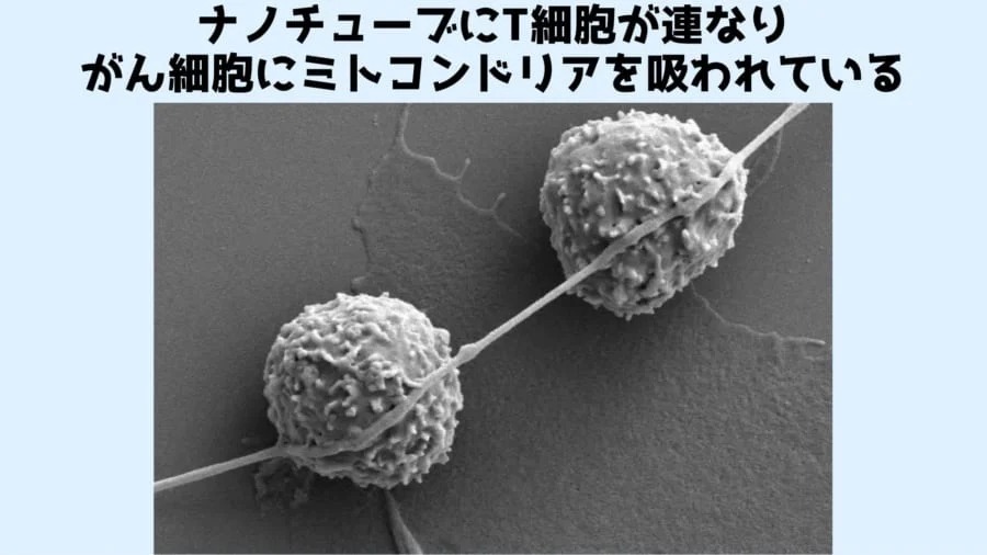 がん細胞が免疫細胞からミトコンドリアを吸っていると判明！