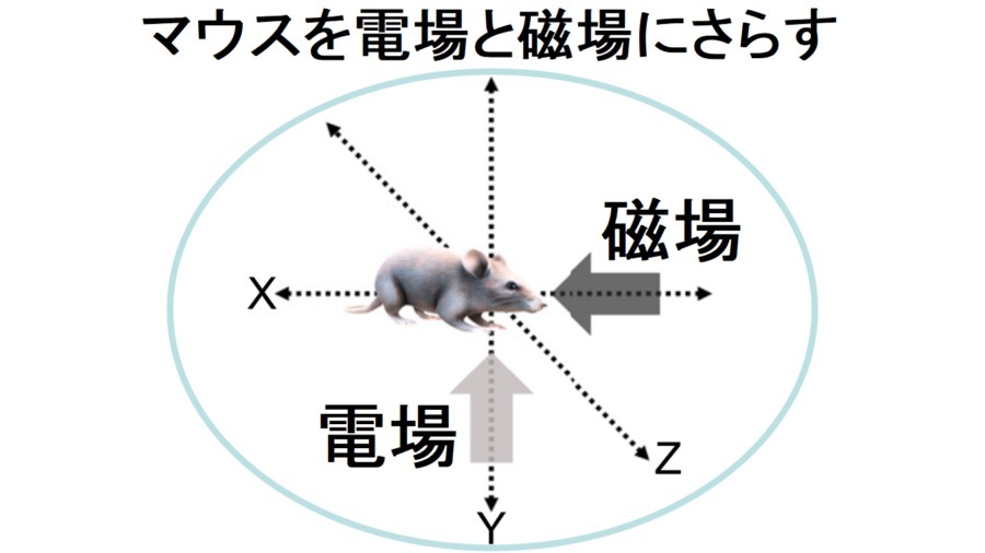 偶然の発見！電磁場にさらされると血糖値が正常化するという研究