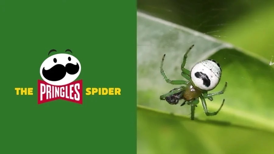 「ロゴに激似なのでプリングルス・スパイダーに改名して！」ケロッグ社が国際クモ学会へ嘆願！