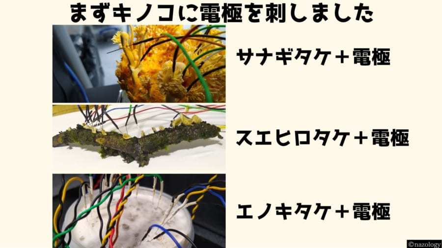 キノコは「菌糸ネットワークを流れる電気信号」で会話をしている