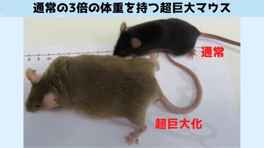 140世代かけて「マウスを魔改造」　人工進化の長期研究が成果を報告！