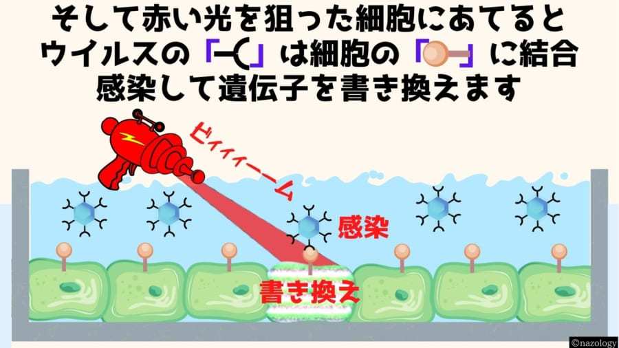 「赤い光」で照らした細胞の遺伝子だけを書き換えるウイルスが開発される！