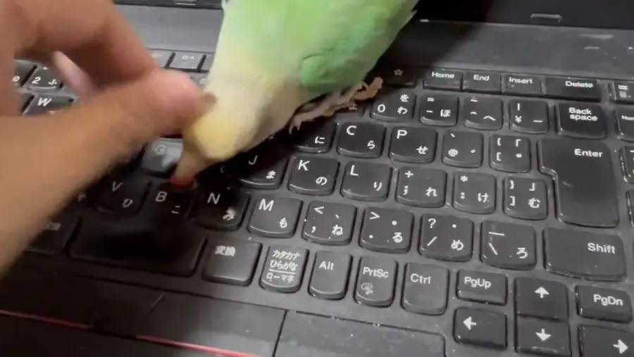 ノートPCの赤ポチは譲れない　飼い主とインコの「絶対に負けられない戦い」