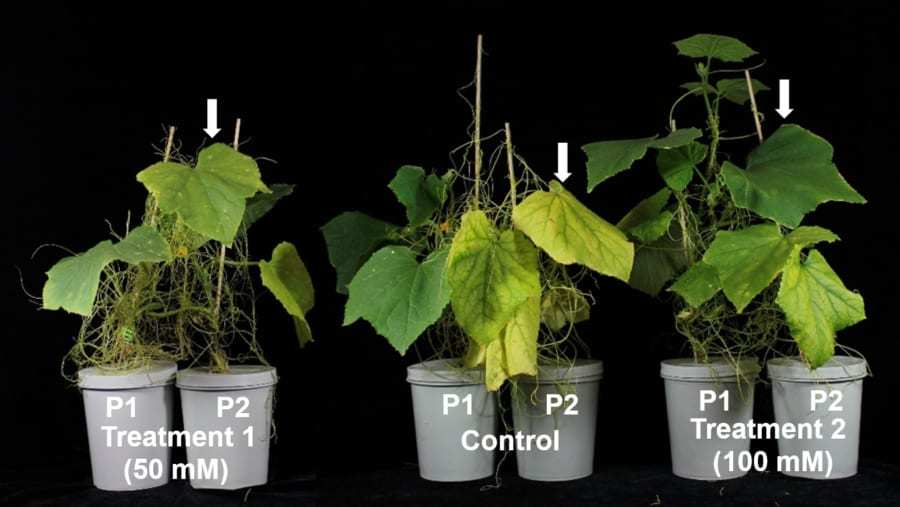 寄生植物は宿主が開花する時期を“ 盗聴”して一緒に開花する
