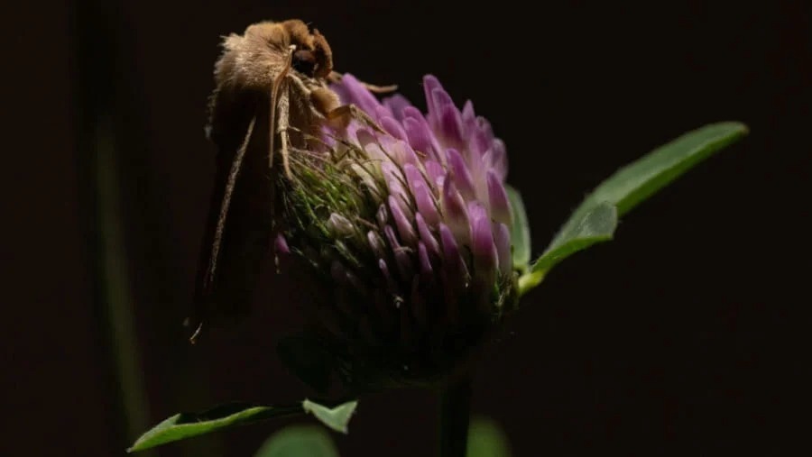 花の受粉作業　実はハチではなく夜間に「ガ」がやっていた！